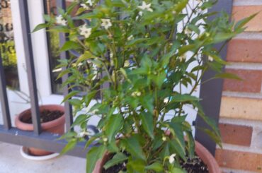 African bird’s eye pepper or Royal black pepper?