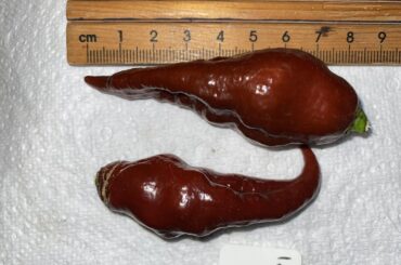 Pepper identification