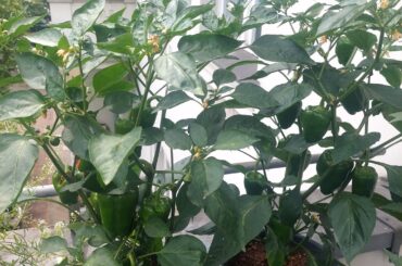 What kind of pepper is this?