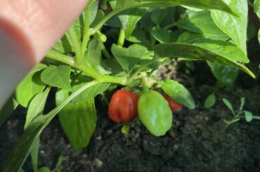 What pepper is this?