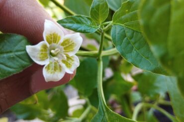 Is it the aji peanut pepper ?