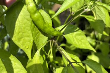 Do anyone know what pepper this is! First time grower