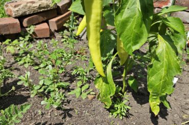 What is this pepper? Is it ready to be picked?