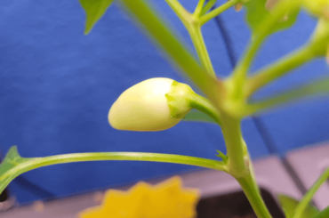 First Pepper!