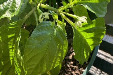 My habanero peppers after 2 rain days