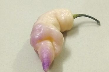 Harvested this beauty today Reaper Pink Peach DD