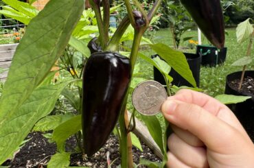 Is this ready to harvest - black Hungarian pepper -