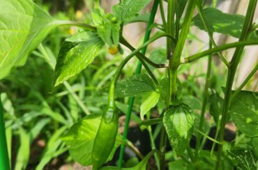 What is this pepper?