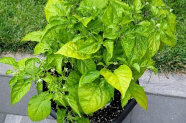 I impulsively bought these 4 superhots planted in one container. Should I repit them individually or just up pot them?