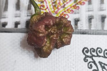 What chili pepper is it?