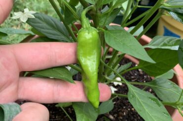 Pepper ID Help