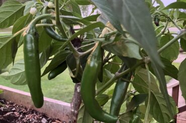 Pepper Id