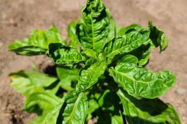 Does anyone know what causing these really deformed leaves on my pepper plants?