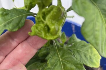 Gardens coming along