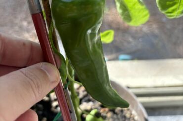 Any idea what this is?