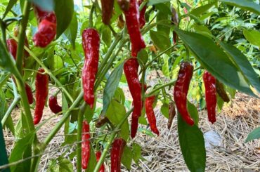 Cayenne/Shishito