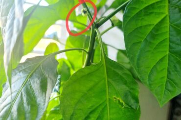 Growing Scorpions Indoors