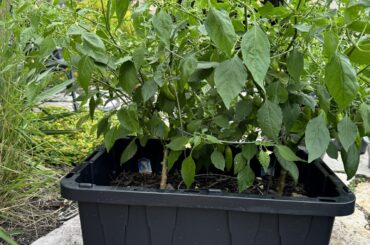 My 2 Aji Rico’s growing like weeds in Minnesota