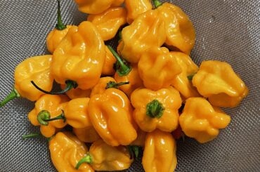 First summer harvest.  Plant is still loaded!