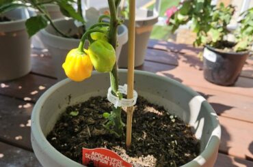 What kinda pepper is this???