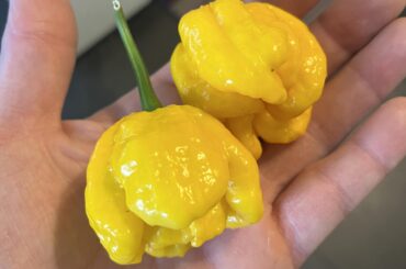 What kind of pepper is this?