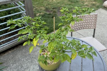 Experiment with small container