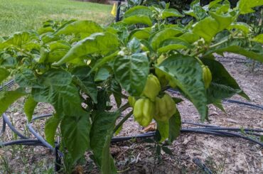 Home grown seems spicier.