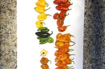 Today’s Harvest: Hurt-Rainbow