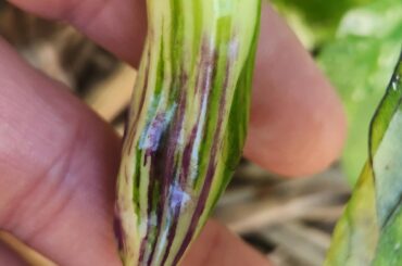 The joys of crosses!