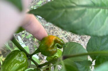 First pepper to change color on my scorpion pepper plant! So excited iev been really patient and not picked any of them