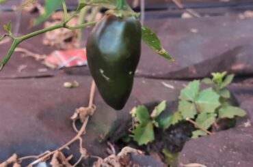 I got this Habanero (?) plant from the feed store and I don't think it's a habanero.