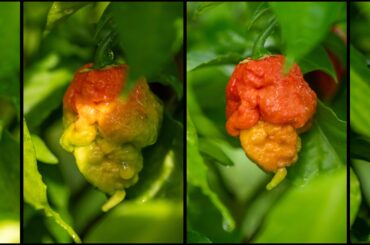 First ripe one of the season