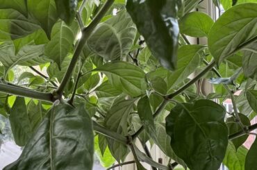 What kind of chili is this ???