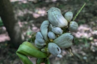 Is this huitlacoche? How can I eat it?