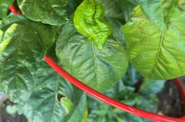 I got this Carolina Reaper plant at Lowe's, but the pepper doesn't look like a Carolina Reaper. I have noticed other people posting similar things.