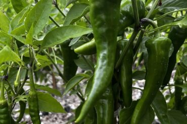 can anyone ID these?