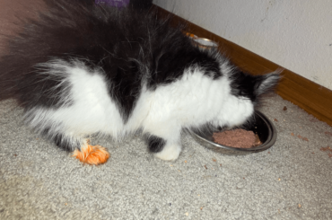 Buldak dyed my kitten's foot orange. She stepped in my ramen, I wiped it off with both baby and sanitizer wipes, and shampooed her foot. It's still bright cheeto orange