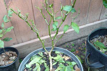 Jalapeno plant was covered in aphids so i sprayed dish soap on it. Did I kill it?