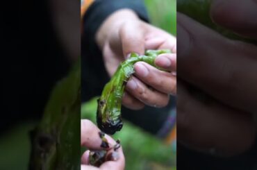 Have you ever tried Chinese Tujia cuisine, pepper preserved egg?#cooking #food #gourmetcooking