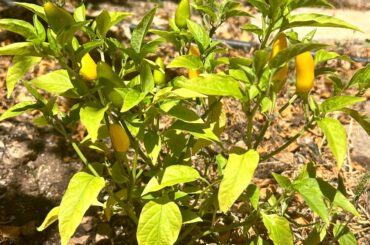 ID help please! what type of pepper could this be?
