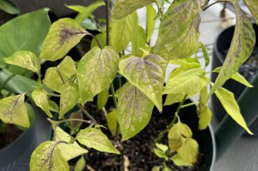 Help a poor new pepper parent