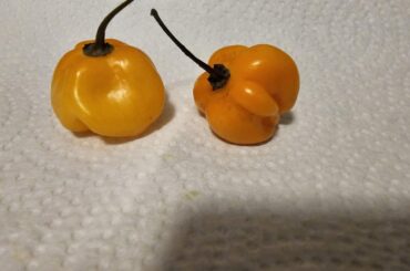 Any ideas on what these guys might be vary sweet at first smells like a peach and about 2 to 3x the heat of a normal habanero are they Aji?
