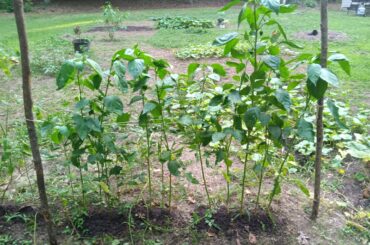 What y'all think of my peppers