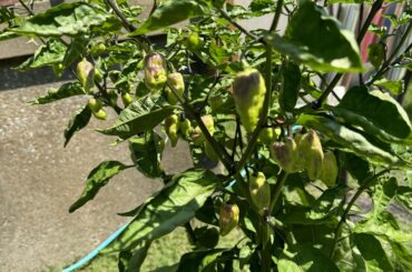 Gnarly Hurt Berries Getting Gnarlier