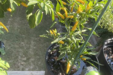 What pepper is this?