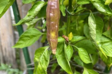Ideas on what this is? Labelled as Aji Amarillo but it’s not. The plant is a baccatum variety and pretty tall and bushy. Still waiting on ripe pods but the unripe ones get this purple blush where the sun hits them