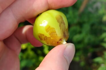 What the hell? Anyone know what this is?