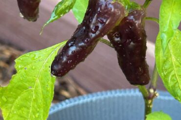 Clearly not Thai peppers, lol. Anyone know what these are?