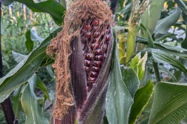 Any traditional recipes for old really starchy chewy sweet corn?