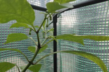 Carolina Reaper flowers